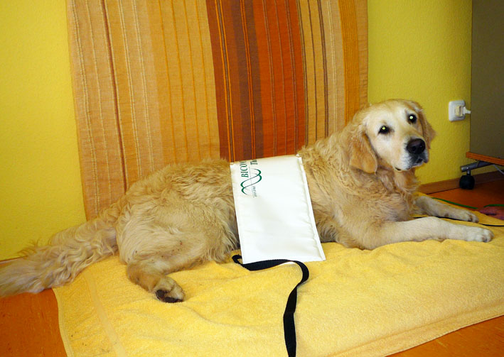 Hund Bioresonanz