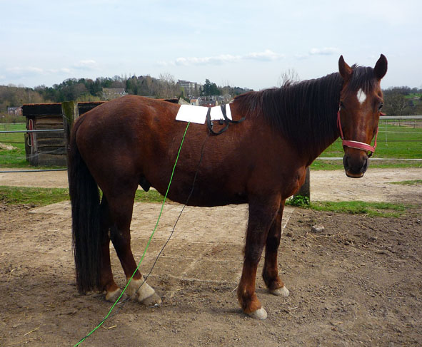 Pferd Bioresonanz Therapie