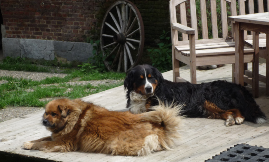 Parasitenprophylaxe Hund Katze