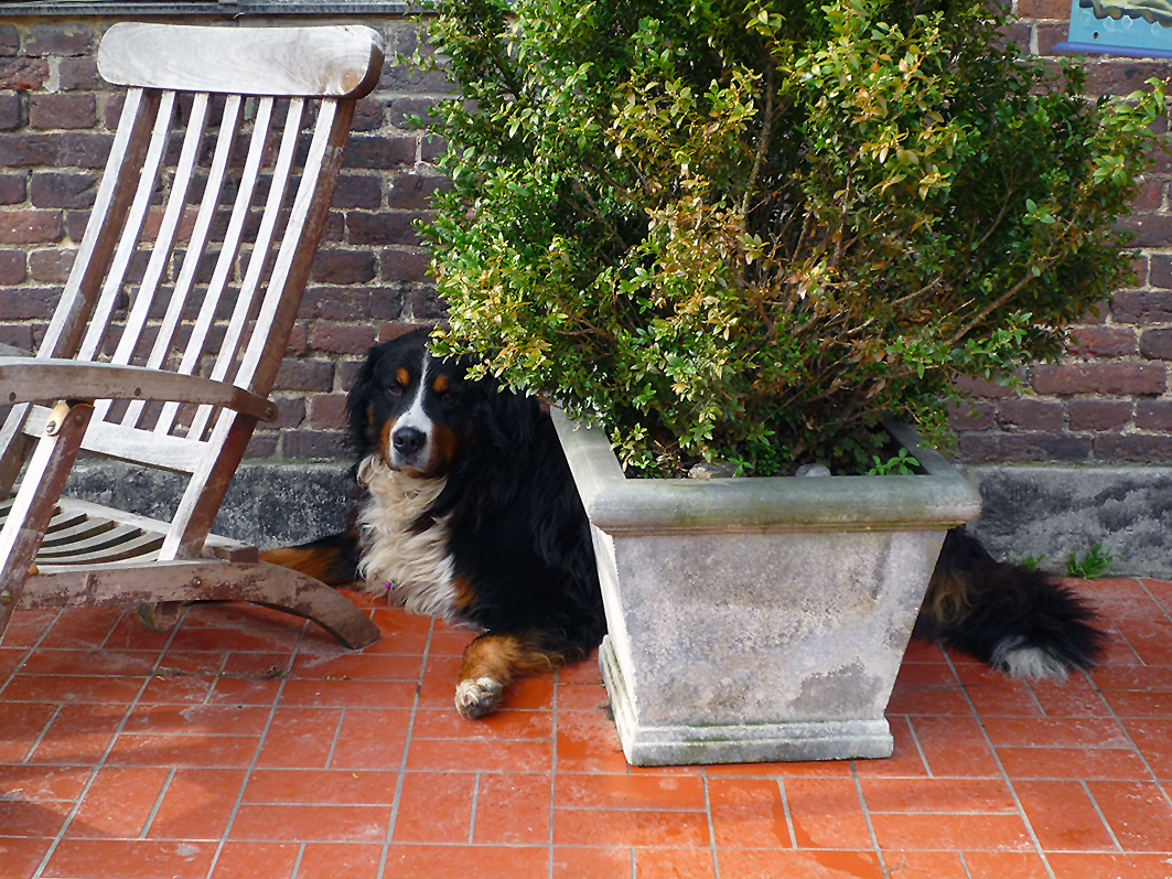 Zahnprophylaxe Hund Katze Tierheilpraktiker Aachen Leporello Bioresonanztherapie