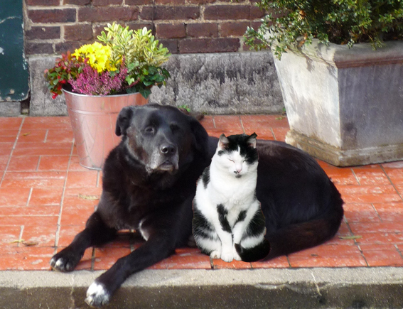 Hund Katze Leporello Aachen Tierheilpraktiker Bioresonanz