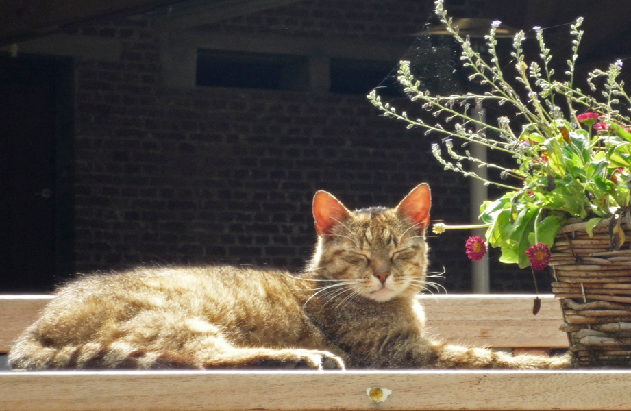 Katze in der Sonne